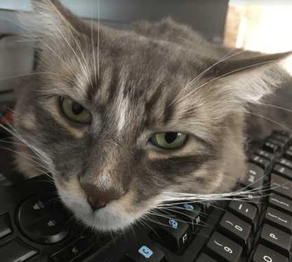 A cat laying on a keyboard