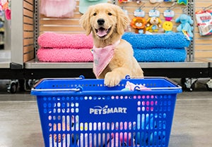 yellow labrador in pink bandana with paw on a petsmart basket